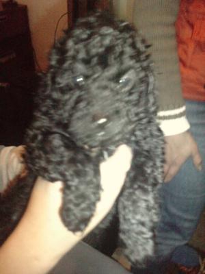 Vanzare caniche