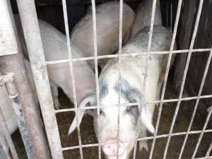 Vand porci de rasa,  avizati sanitar veterinar