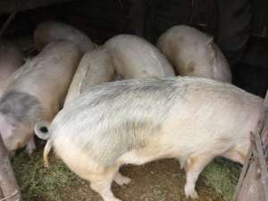 Vand porci de rasa,  avizati sanitar veterinar