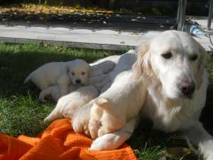 Vand pui Golden Retriver