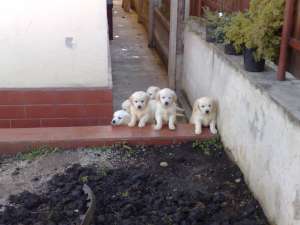 Vand pui Golden Retriver