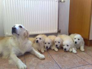Vand pui Golden Retriver
