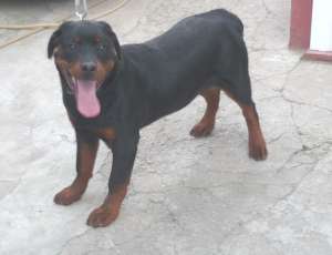 Vand mascul Rottweiler de 6 luni cu pedigree