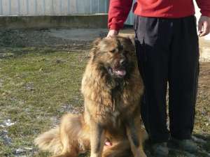 monta caucazian