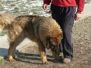 monta caucazian