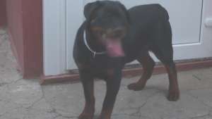 Vand mascul Rottweiler de 6 luni cu pedigree