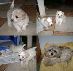 Vand bichon