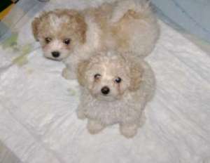Vand bichon