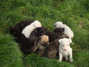 vand pui amstaff