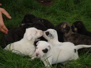vand pui amstaff