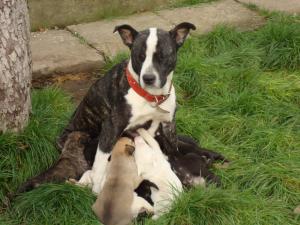 vand pui amstaff