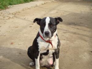 vand pui amstaff