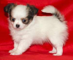 Vanzare Chihuahua