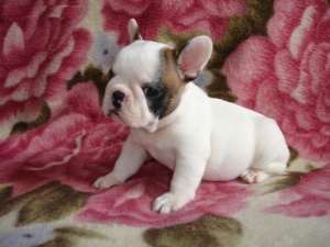 BULDOG FRANCEZ
