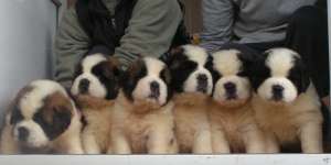 PUI SAINT BERNARD SI CIOBANESC CAUCAZIAN