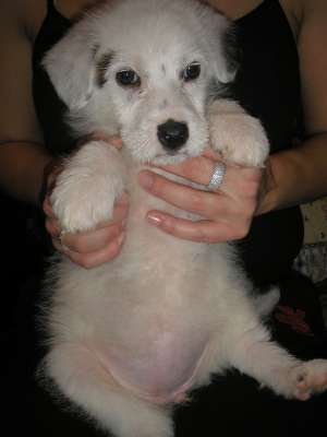 Donez catelusa Metis Caniche