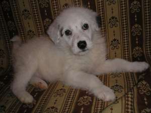Donez catelusa Metis Caniche