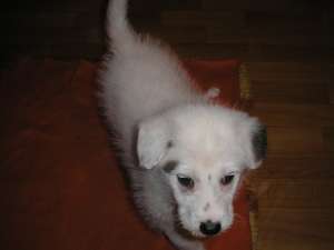 Donez catelusa Metis Caniche