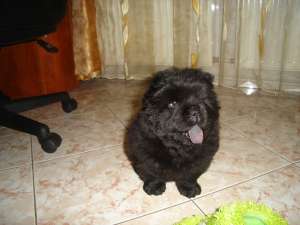 Superba catelusa CHOW CHOW