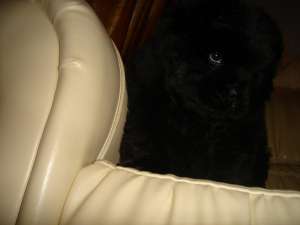 Superba catelusa CHOW CHOW