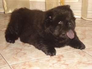 Superba catelusa CHOW CHOW