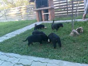vand rottweiler