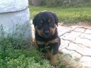 vand rottweiler