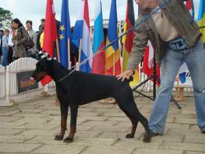 Vand pui Doberman linie exceptionala!