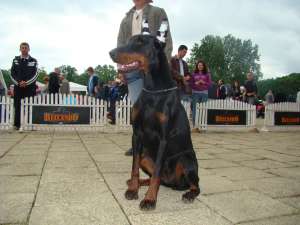 Vand pui Doberman linie exceptionala!