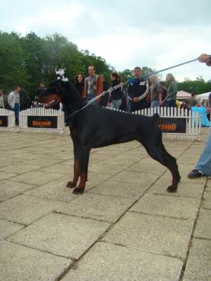 Vand pui Doberman linie exceptionala!