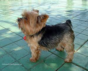 cumpar yorkshire terrier  pui indiferent daca e cu pedigree sau nu . sa fie pui .