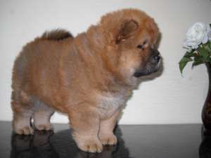chow chow pui