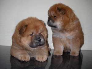 chow chow pui