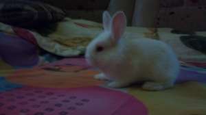 vand