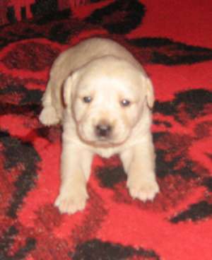 vand pui labrador