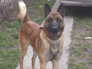 Malinois de vanzare