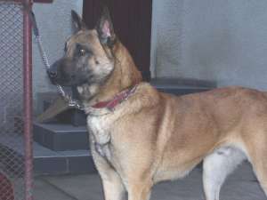 Malinois de vanzare