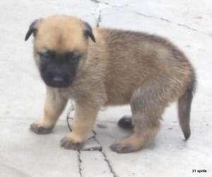 Malinois de vanzare
