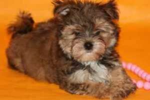 Yorkie de vanzare Mures