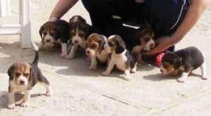 .Vand catei BEAGLE