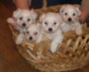.Vand catei BICHON MALTESE