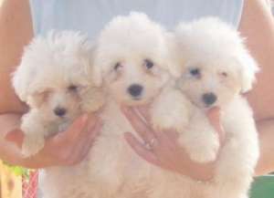 .Vand catei Bichon Bolognese