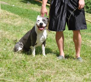 vand pui amstaff