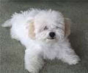 cumpar urgent rog seriozitate