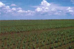 Distribuitor Independent Forever Living Products