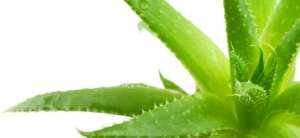 Distribuitor Independent Forever Living Products