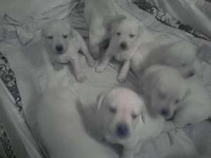 Vand Pui Labrador Retriever