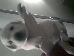 Vand Pui Labrador Retriever