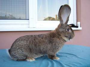 iepuri urias belgian zalau 0767636458