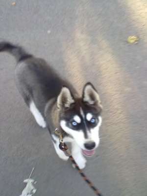 husky